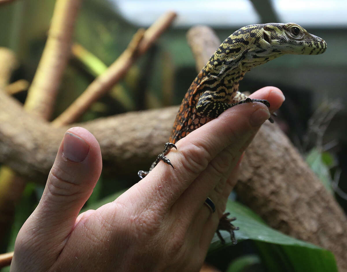 Two jaguars coming to San Antonio Zoo to mate