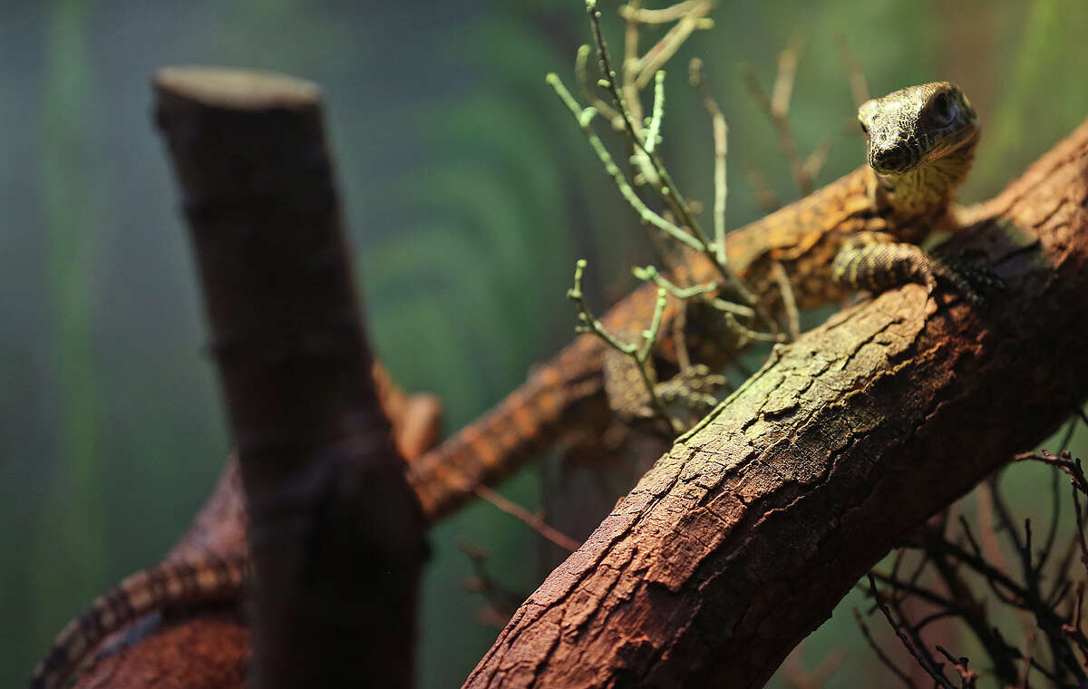 Two jaguars coming to San Antonio Zoo to mate