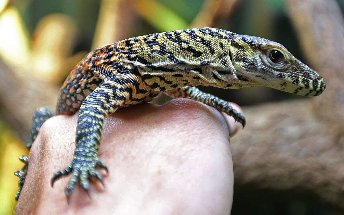 Baby Komodo dragon debuts at San Antonio Zoo