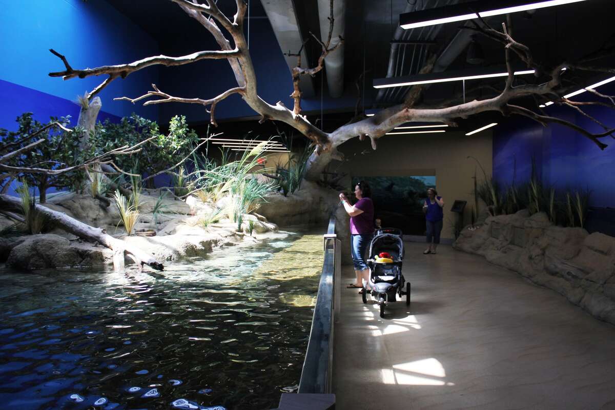 Texas State Aquarium to get $50 million makeover - 1200x0