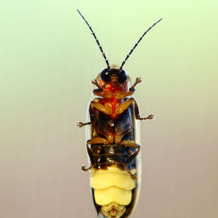 Fireflies appear to have returned to Texas just in time for summer ...