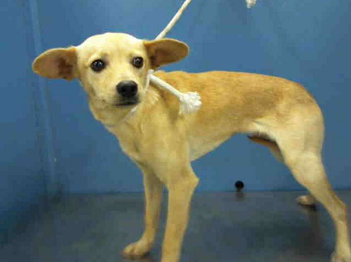 These are the cutest small dogs available for adoption from BARC of Houston