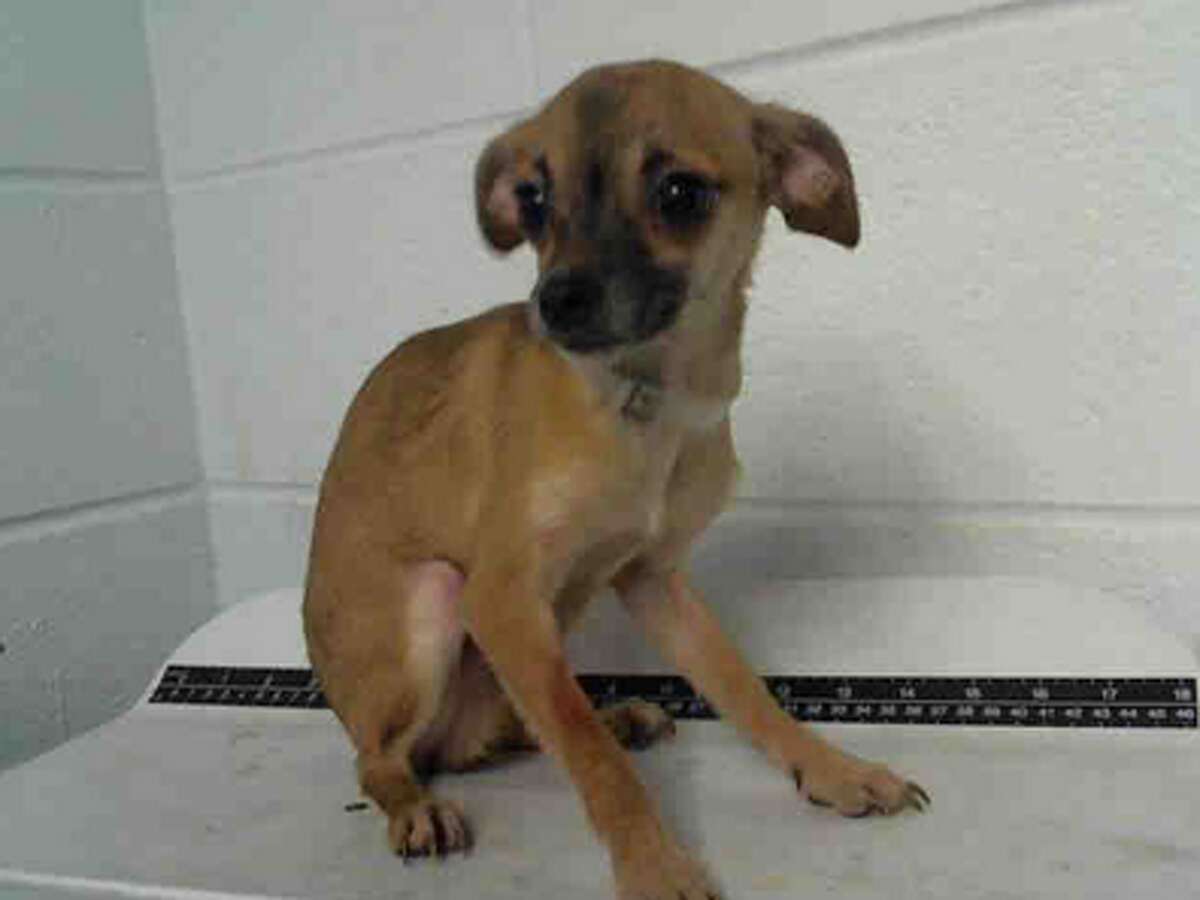 These are the cutest small dogs available for adoption from BARC of Houston