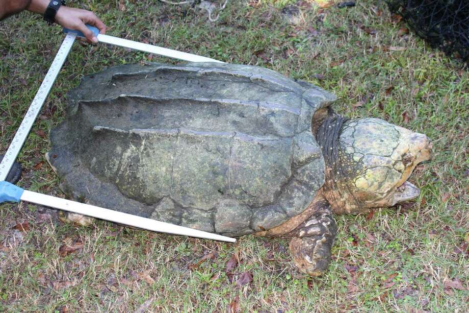 Extremely rare Texas dino turtle even more endangered than first ...