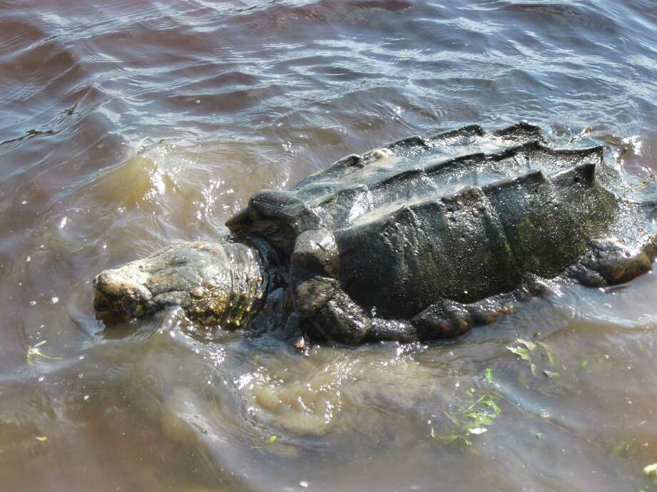 Extremely rare Texas dino turtle even more endangered than first ...