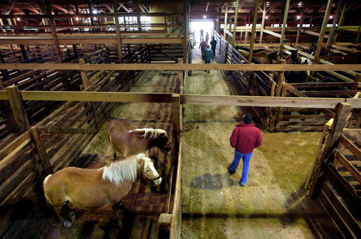 Pet or livestock, upstate New York plays role in issue of horse slaughter