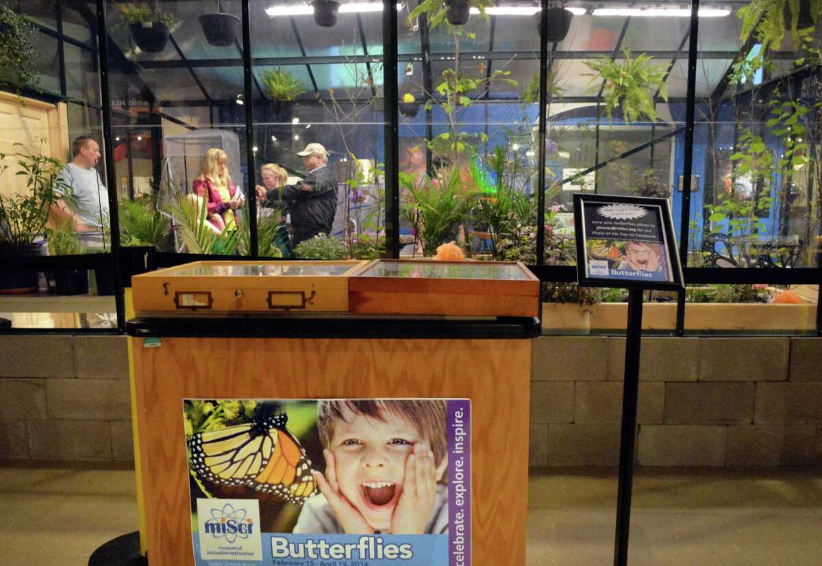 Photos Final days of butterfly magic