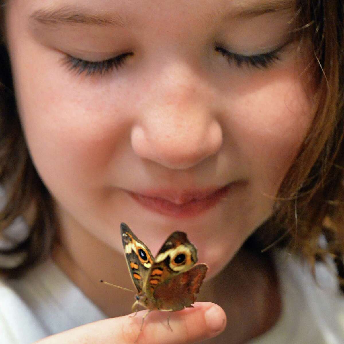 Photos Final days of butterfly magic