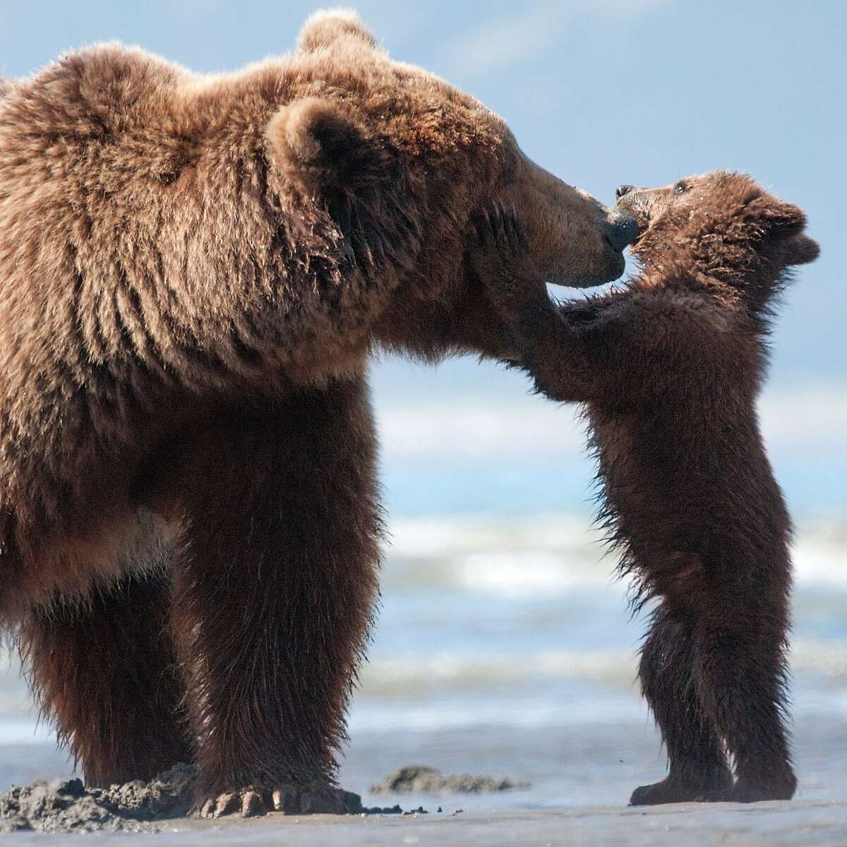 Disneynature's BEARS Character: Sky & Scout