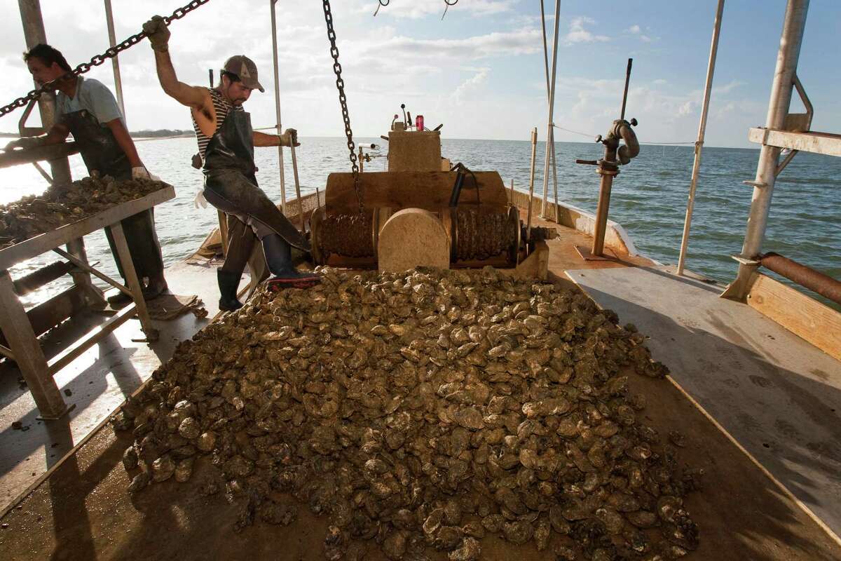 Galveston oysters have suffered a string of bad luck since Ike