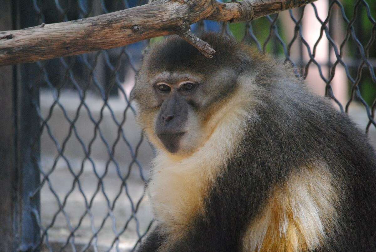 Four monkeys from San Antonio Zoo shipped to Europe