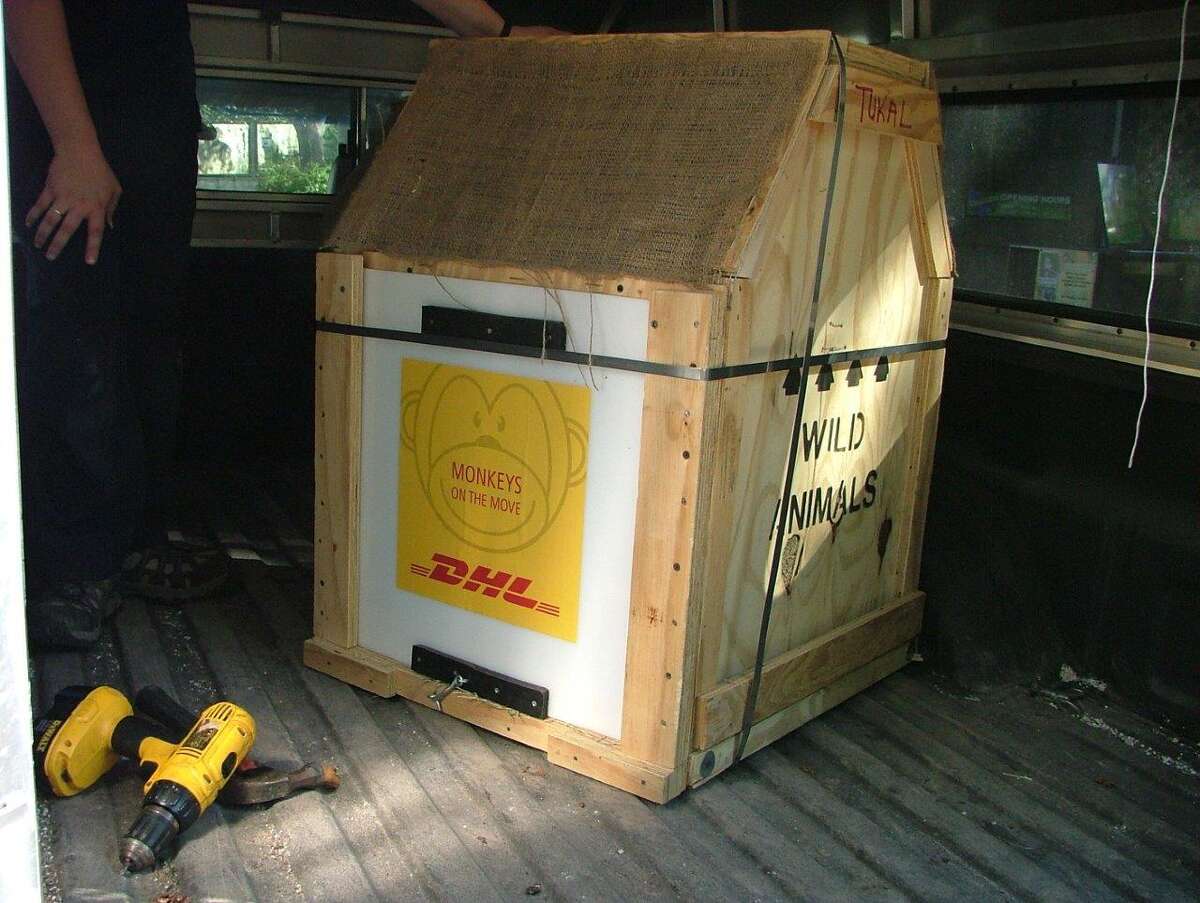 Four monkeys from San Antonio Zoo shipped to Europe