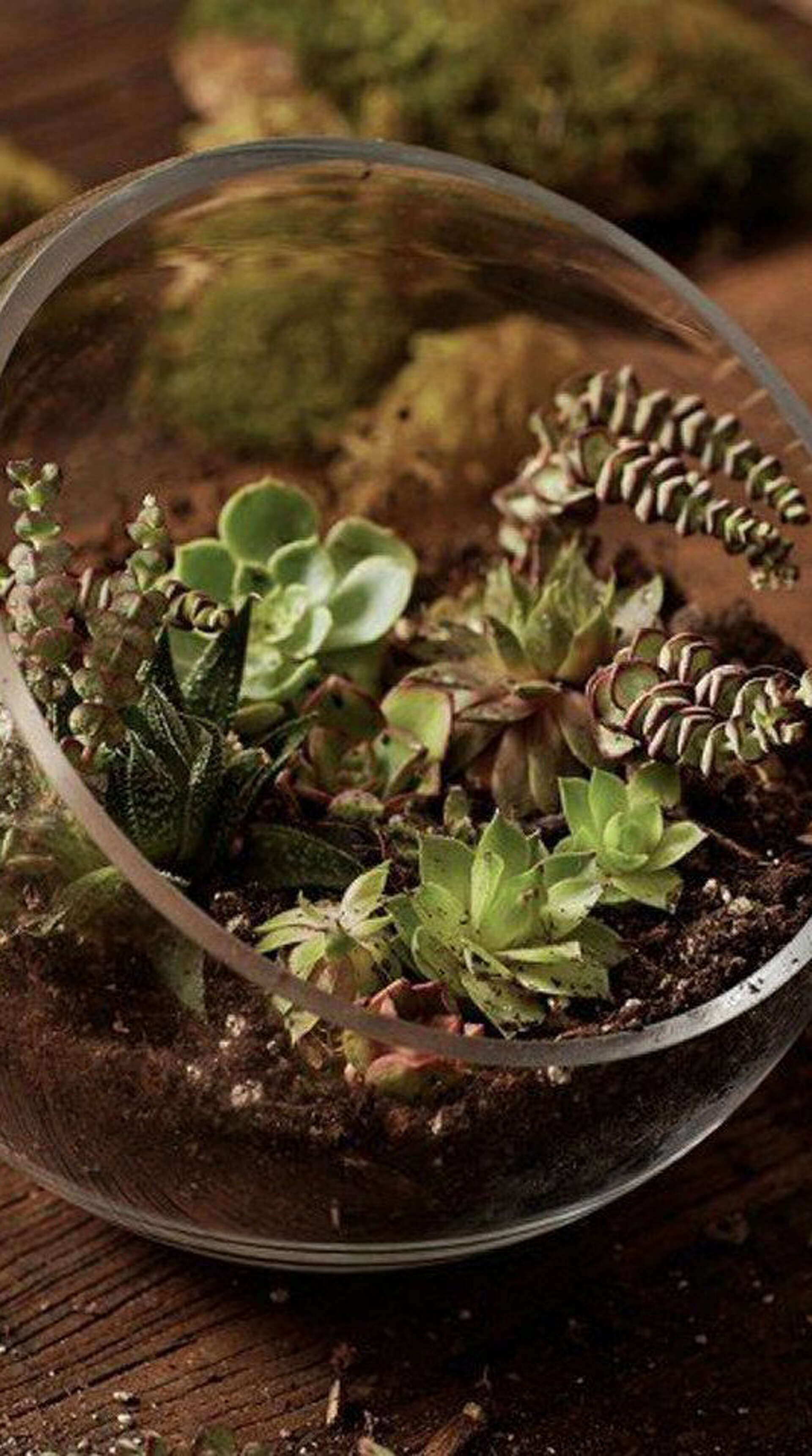 Create a succulent garden in glass