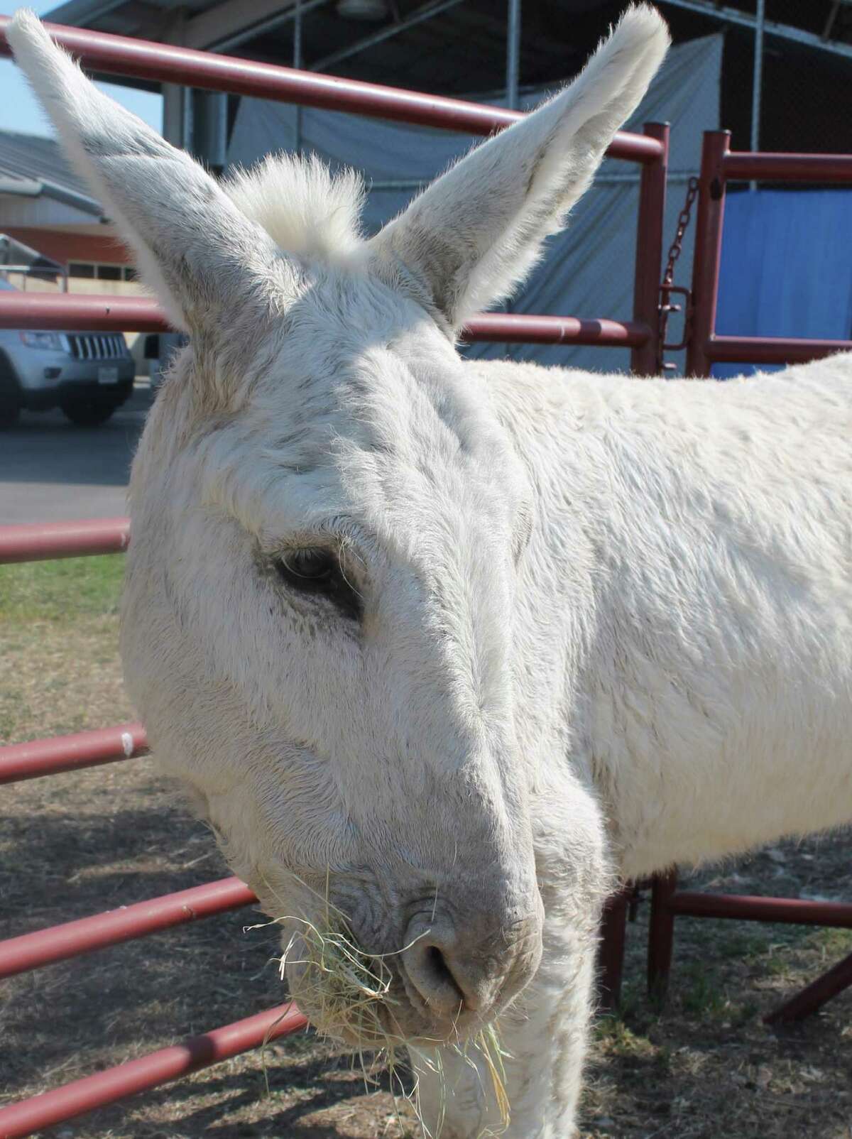 The first calls came in about 7 a.m., when people spotted the donkey in the grassy area along the intersection of Wurzbach and Ingram Roads.