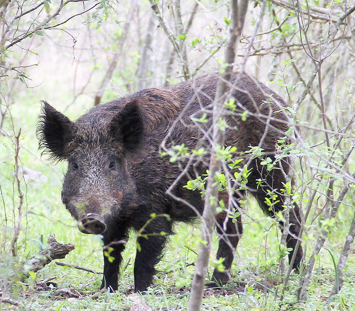 Feral hogs may live in suburban areas without humans knowing they are around. They can make their presence known by destroying lawns and gardens.