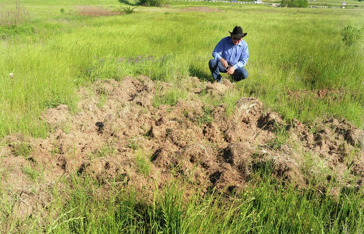 Montgomery County extension agent for agriculture Michael Heimer examines some feral hog damage in a field near Montgomery. He says mature hogs can range form 110-300 pounds and can be extremely resourceful.