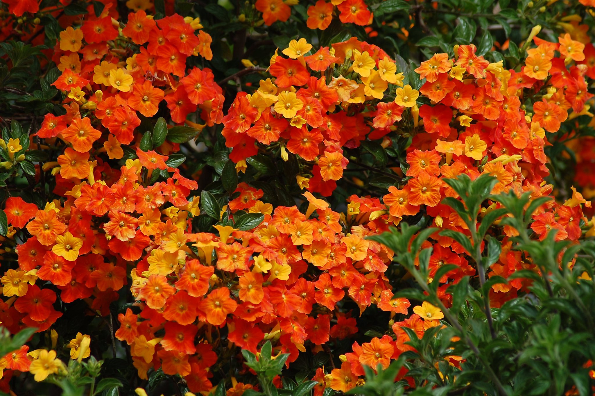 Hardy marmalade bush adds flamboyance to your flora - SFGate