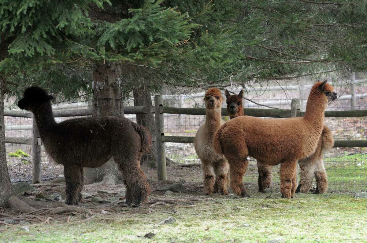 Spring shearing