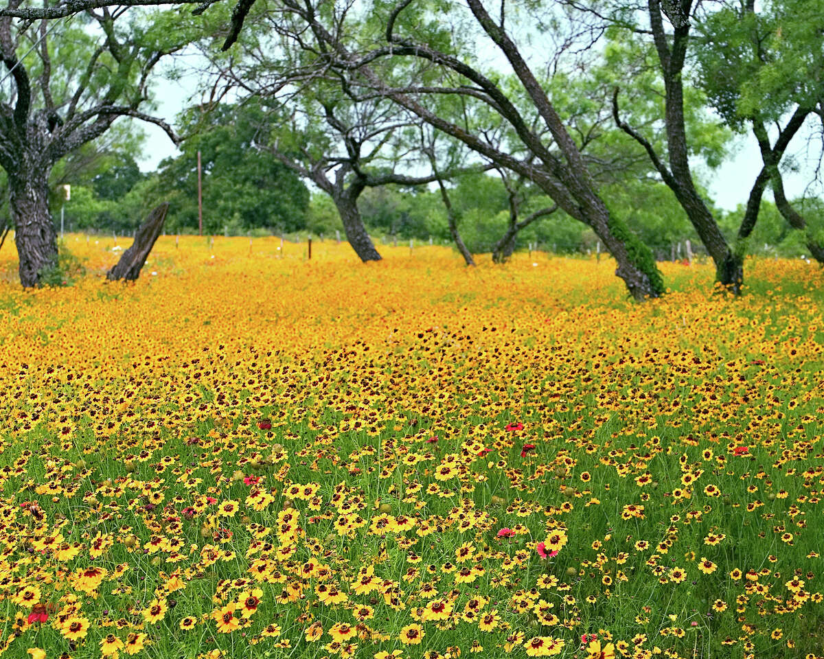 Coreopsis are recognizable from their red centers and brown centers. They bloom into summer.