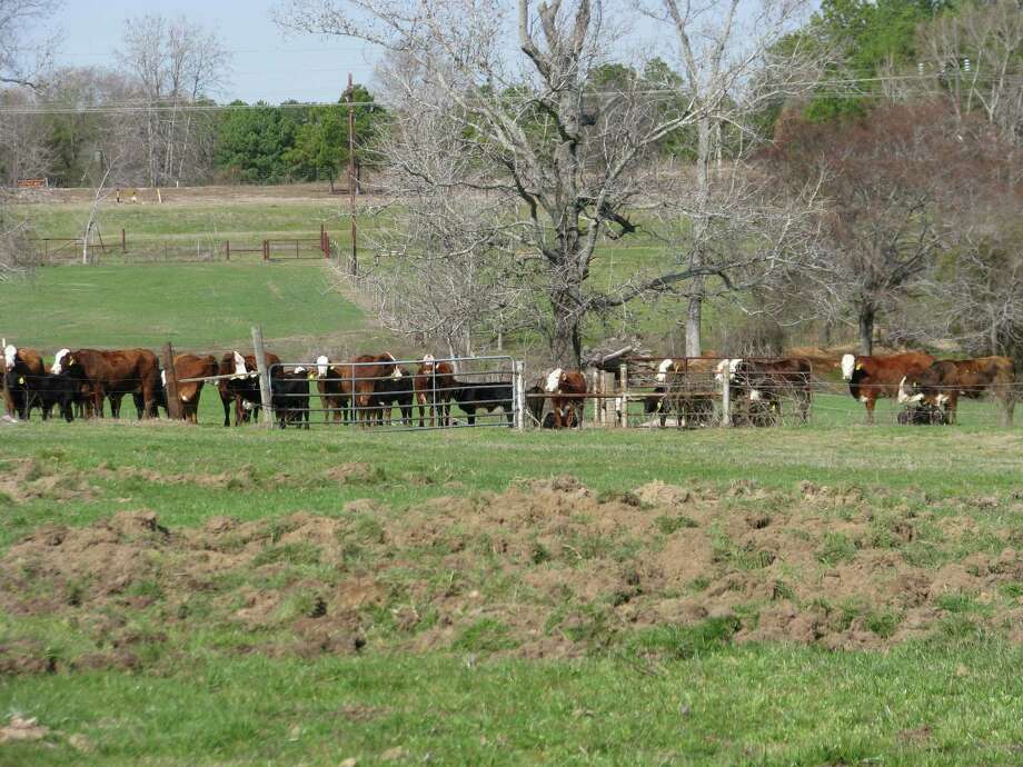 Texas Wild Hog Problem