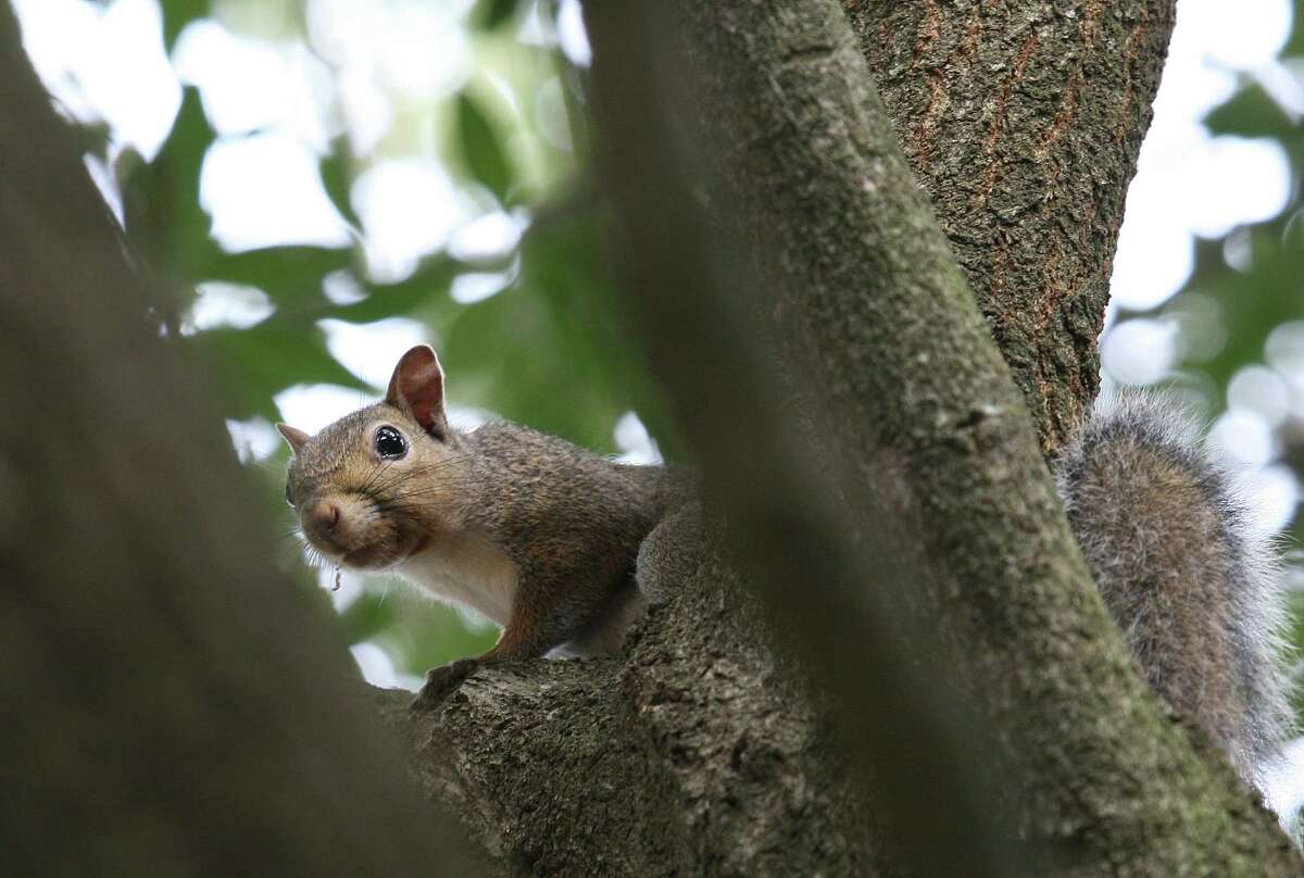 Once king, squirrel hunting still big in East Texas
