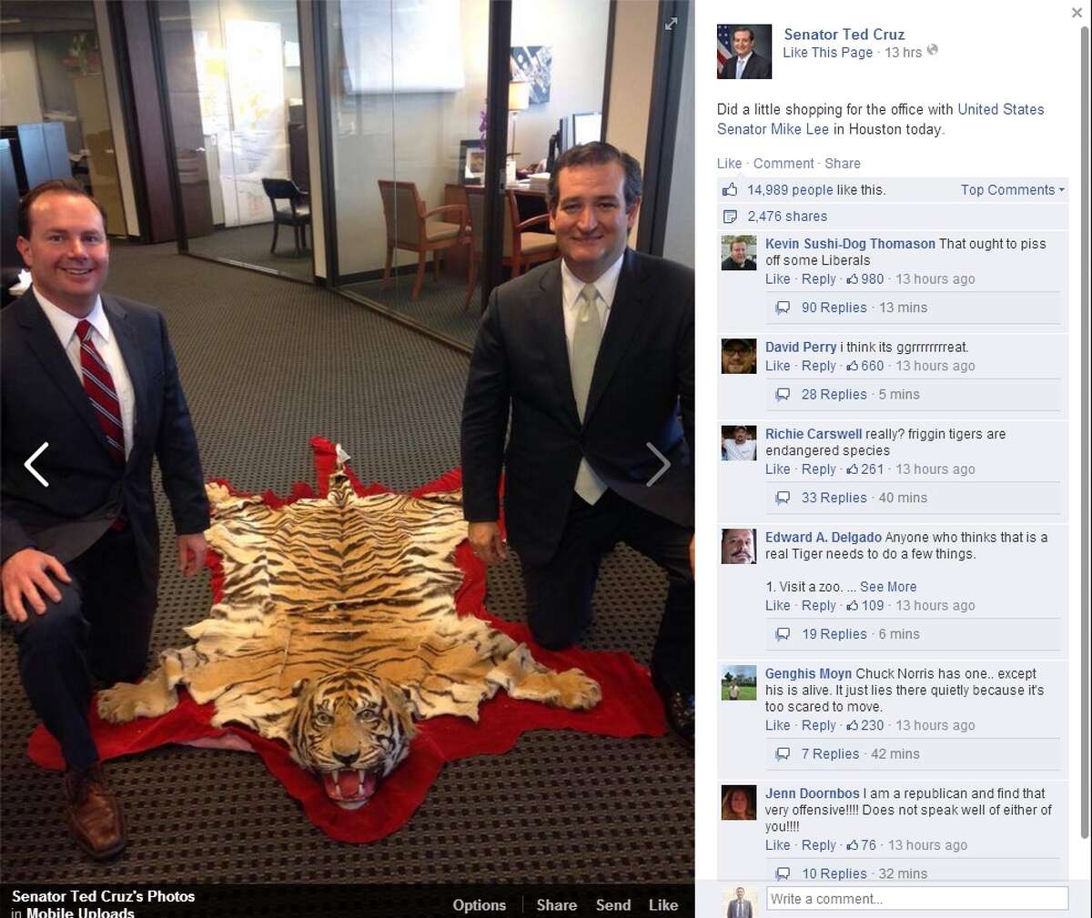 U.S. Sen. Ted Cruz caused a stir with a photo posted of him next to a rug that appears to be made of a tiger's pelt.