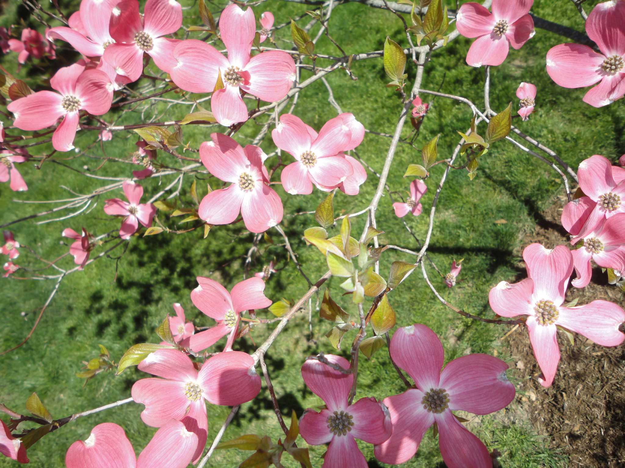 Dogwood Festival Shelbyville Ky 02 - 8xfudd9