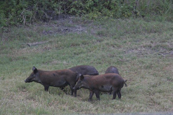 Threat of feral hogs