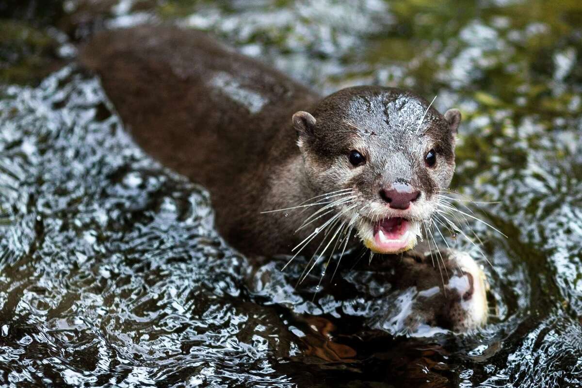 Otter pups complete swimming lessons, make public debut