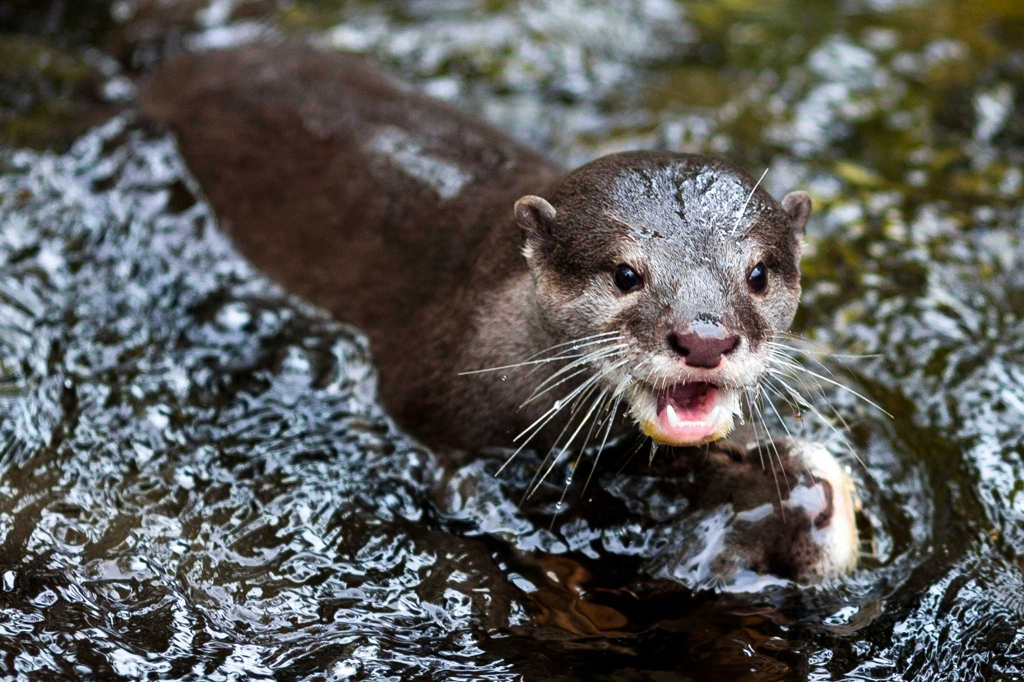 Otter Pups Complete Swimming Lessons Make Public Debut
