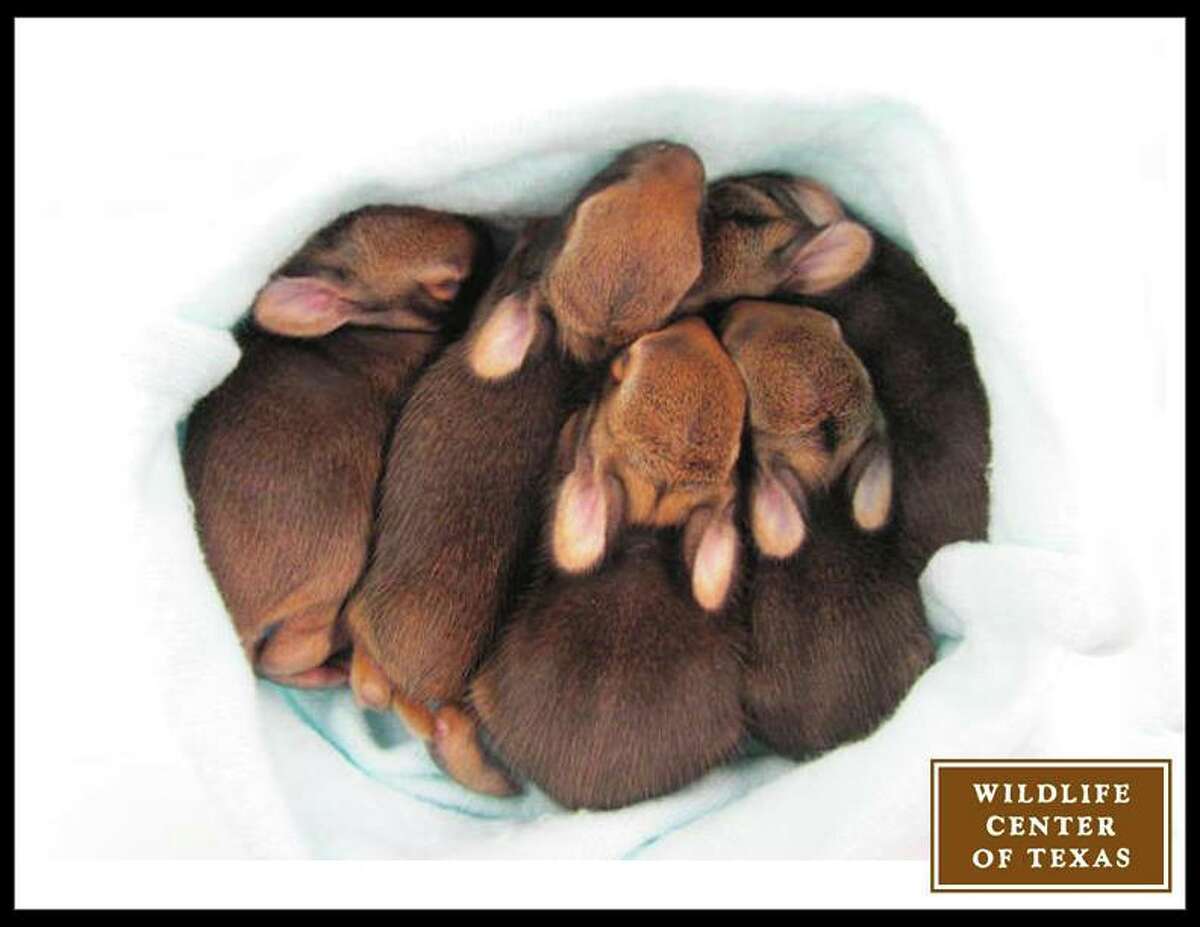 Webster couple discovers there's no longer just two bald eagles in ...