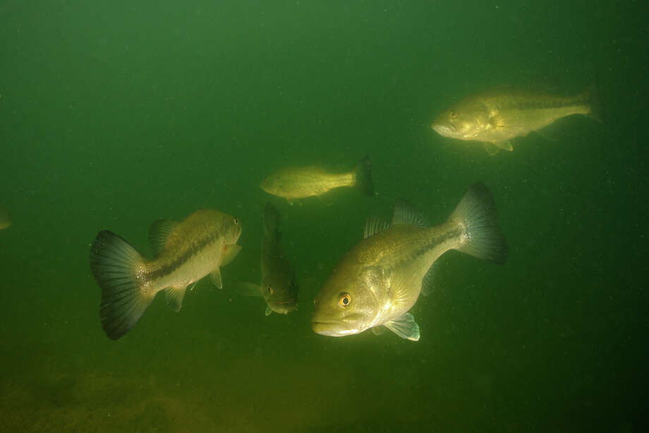 Lake Houston stocked with more largemouth bass - Houston ...