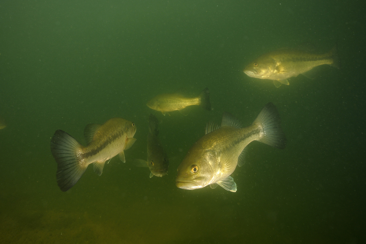 Lake Houston stocked with more largemouth bass