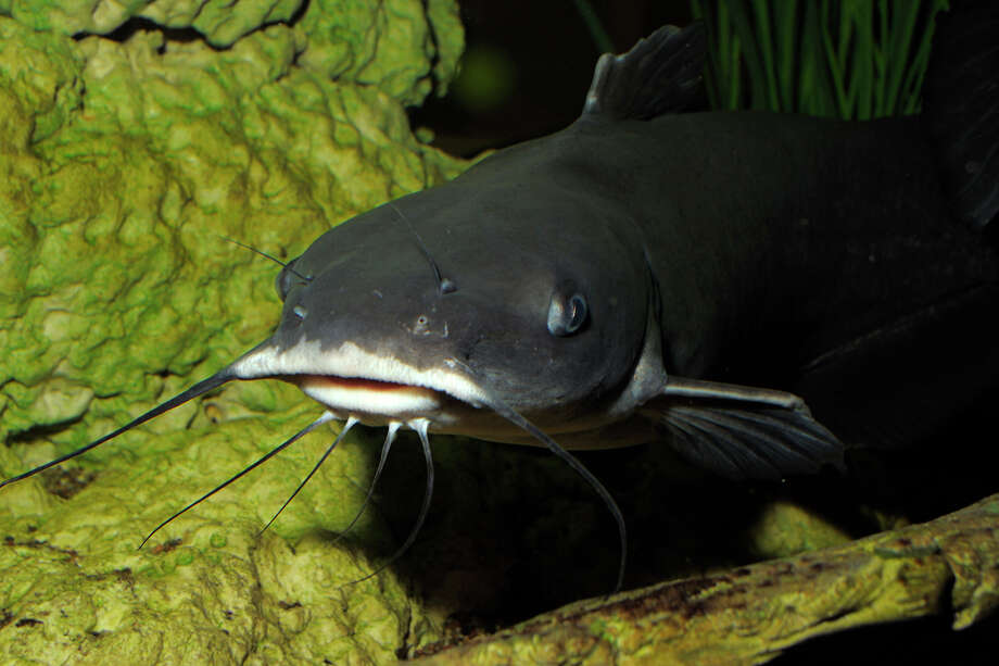 Catfish to be stocked in lakes, ponds across the state, thanks to Texas