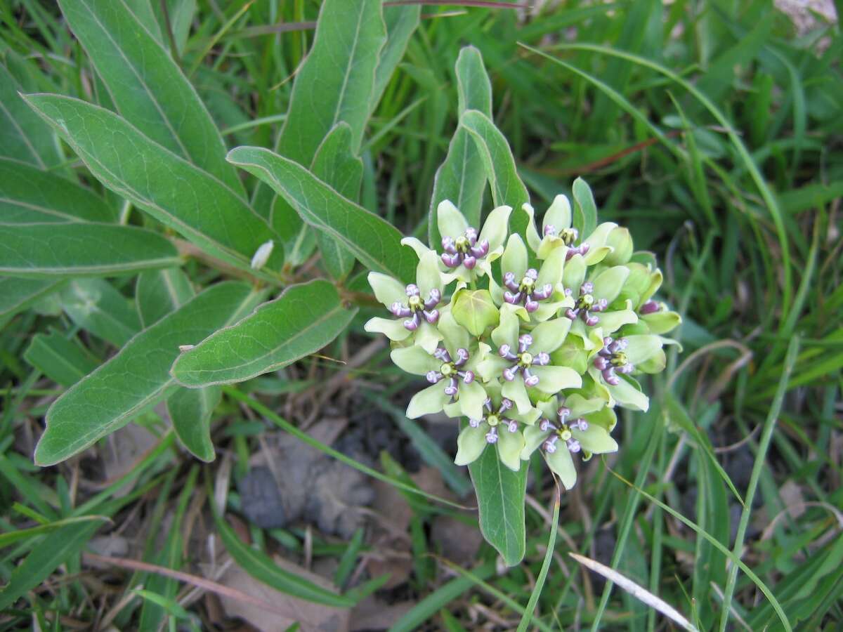 Many milkweeds are not only native to East Texas and Louisiana, but can expand a Monarchâs dining choices. Shown is a native green milkweed (Asclepias viridis).