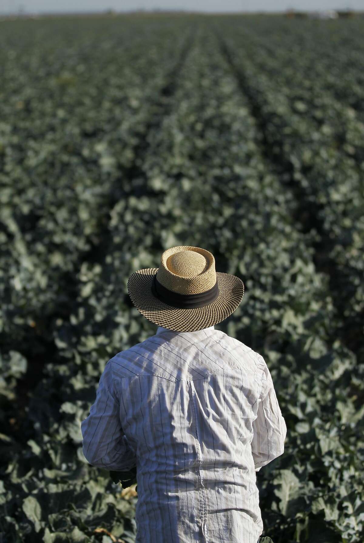Nelson Villanueva harvests broccoli on Pappas & Co farm in Mendota, Calif., April 18, 2014.