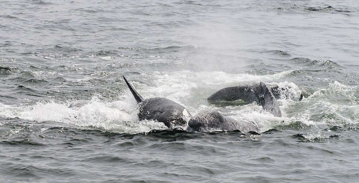 Pods of orcas, also called killer whales, in full-on attack to separate baby gray whales (a calf) from its mother in Monterey Bay