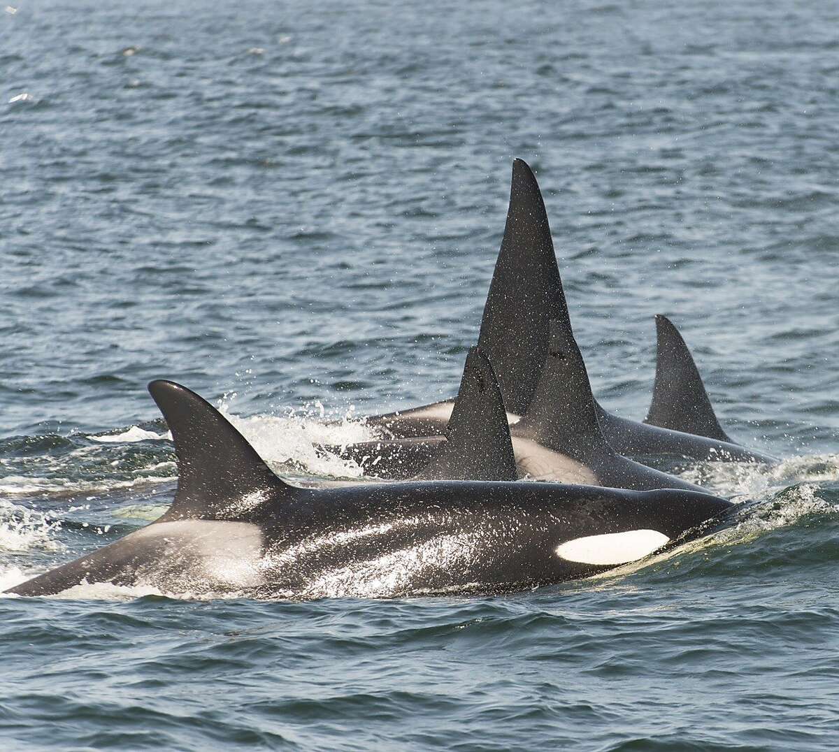 Pod of orcas attacked whales, trying to separate calf from mother, "like a swarm of hockey players" in Monterey Bay