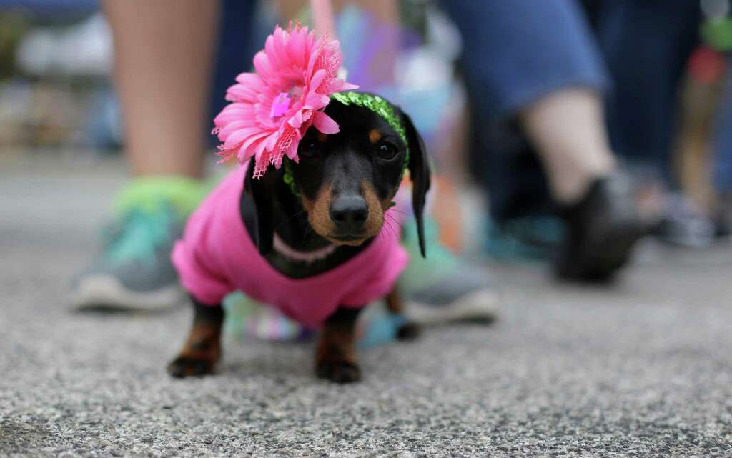 Image result for san antonio fiesta pet parade