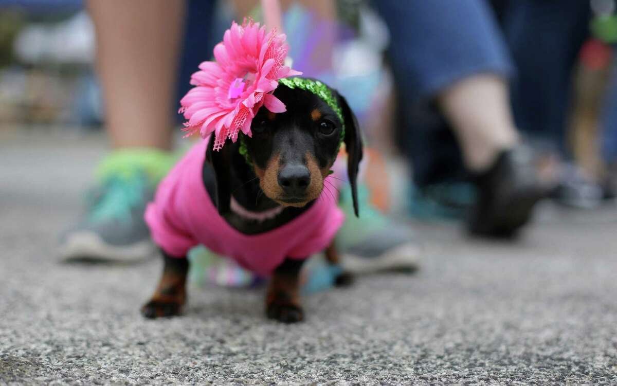 Gracie takes part the Fiesta Pooch Parade and contest, Saturday, April 26, 2014, in San Antonio. The annual event is part of the Fiesta San Antonio celebration. (AP Photo/Eric Gay)