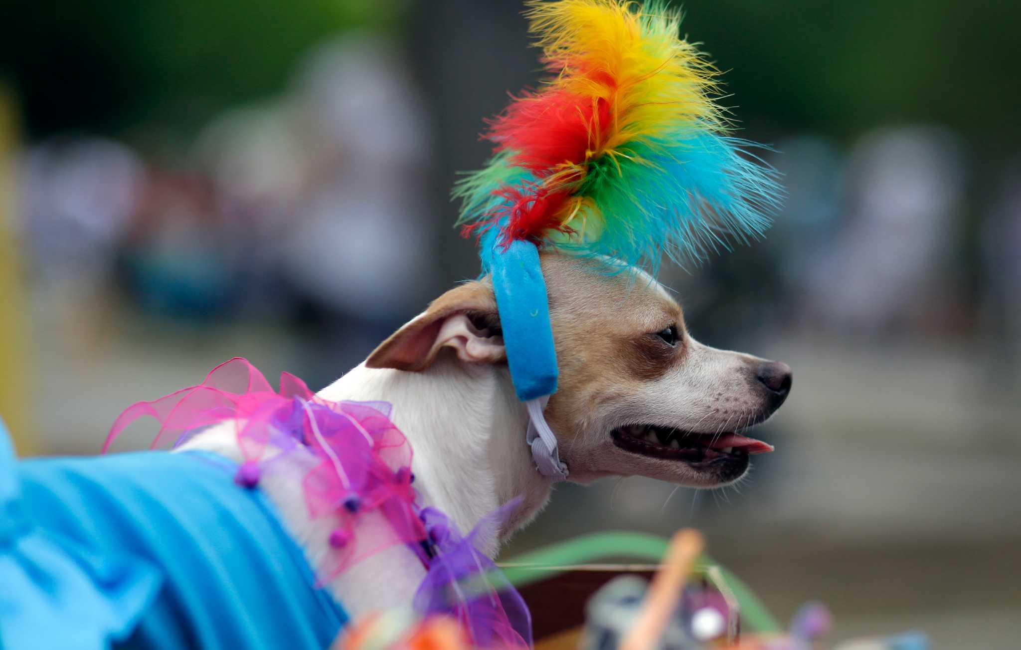 Alamo Heights turns out for Pooch Parade