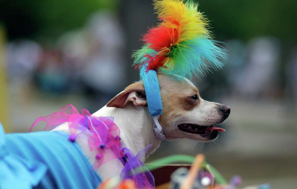 Gracie wears feathers during the Fiesta Pooch Parade and contest, Saturday, April 26, 2014, in San Antonio. The annual event is part of the Fiesta San Antonio celebration. (AP Photo/Eric Gay)