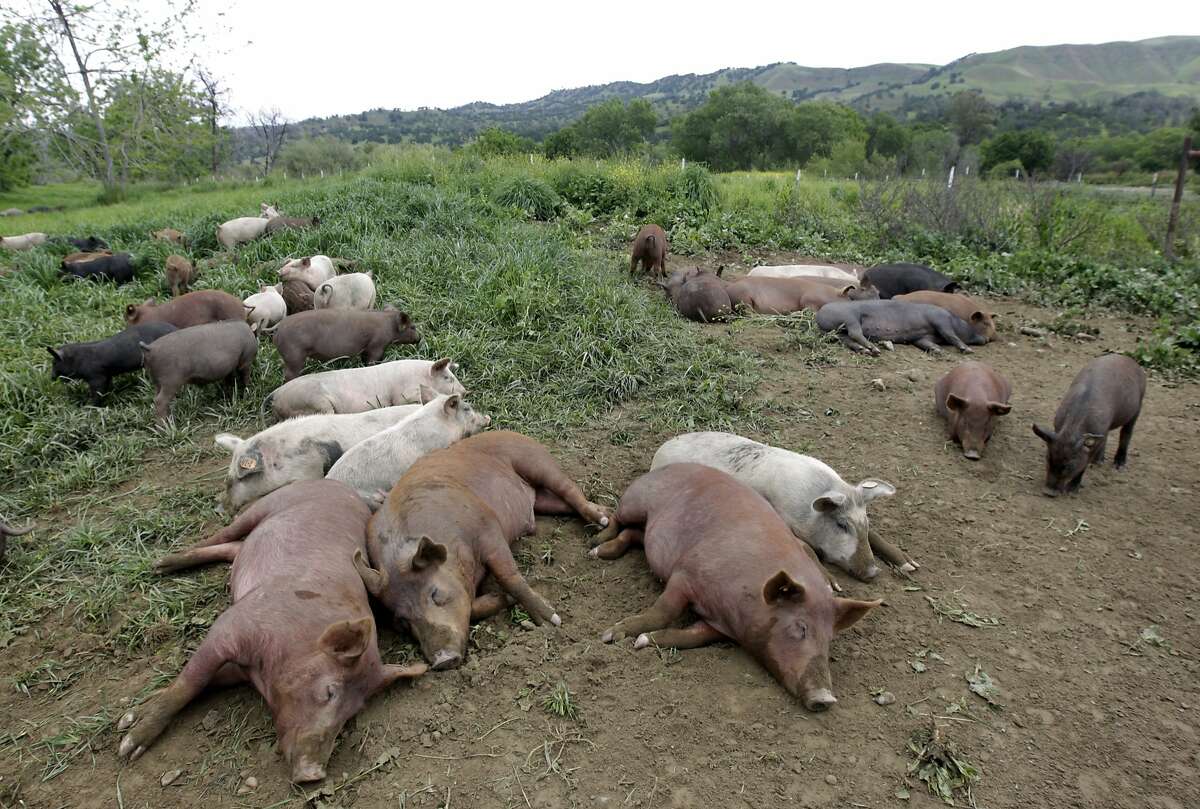 Young pigs rest in a pasture at the certified-organic Riverdog Farm in Guinda, Calif. on Friday, April 25, 2014. Proposed state legislation would ban the sale of meat and poultry raised on non-therapeutic antibiotics.