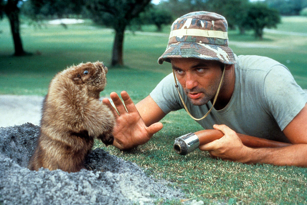 Bill Murray gets eye to eye with a groundhog in a scene from 'Caddyshack', 1980. (Photo by Orion Pictures/Getty Images)