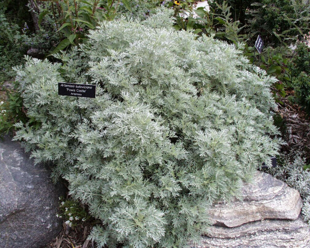 SAWS encourages waterfriendly lawn makeovers with rebate