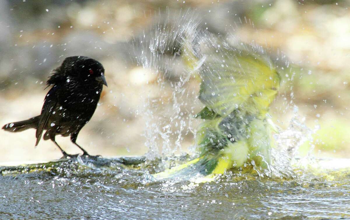 What you need to know about Grackles, Texas' worst bird