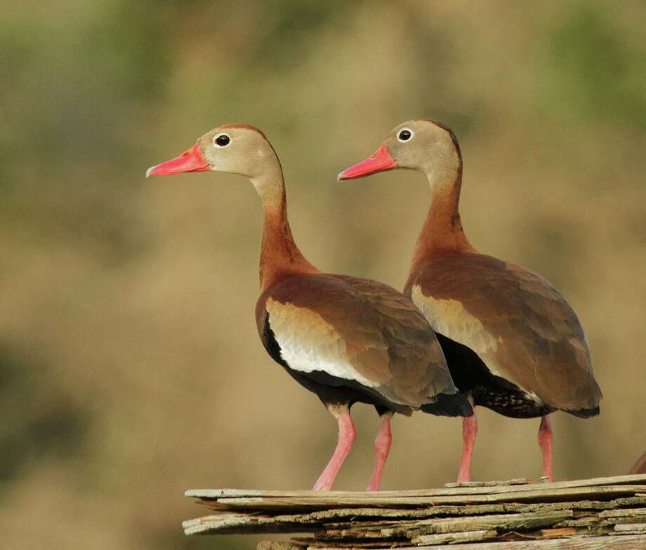 south-texas-birds-houston-chronicle