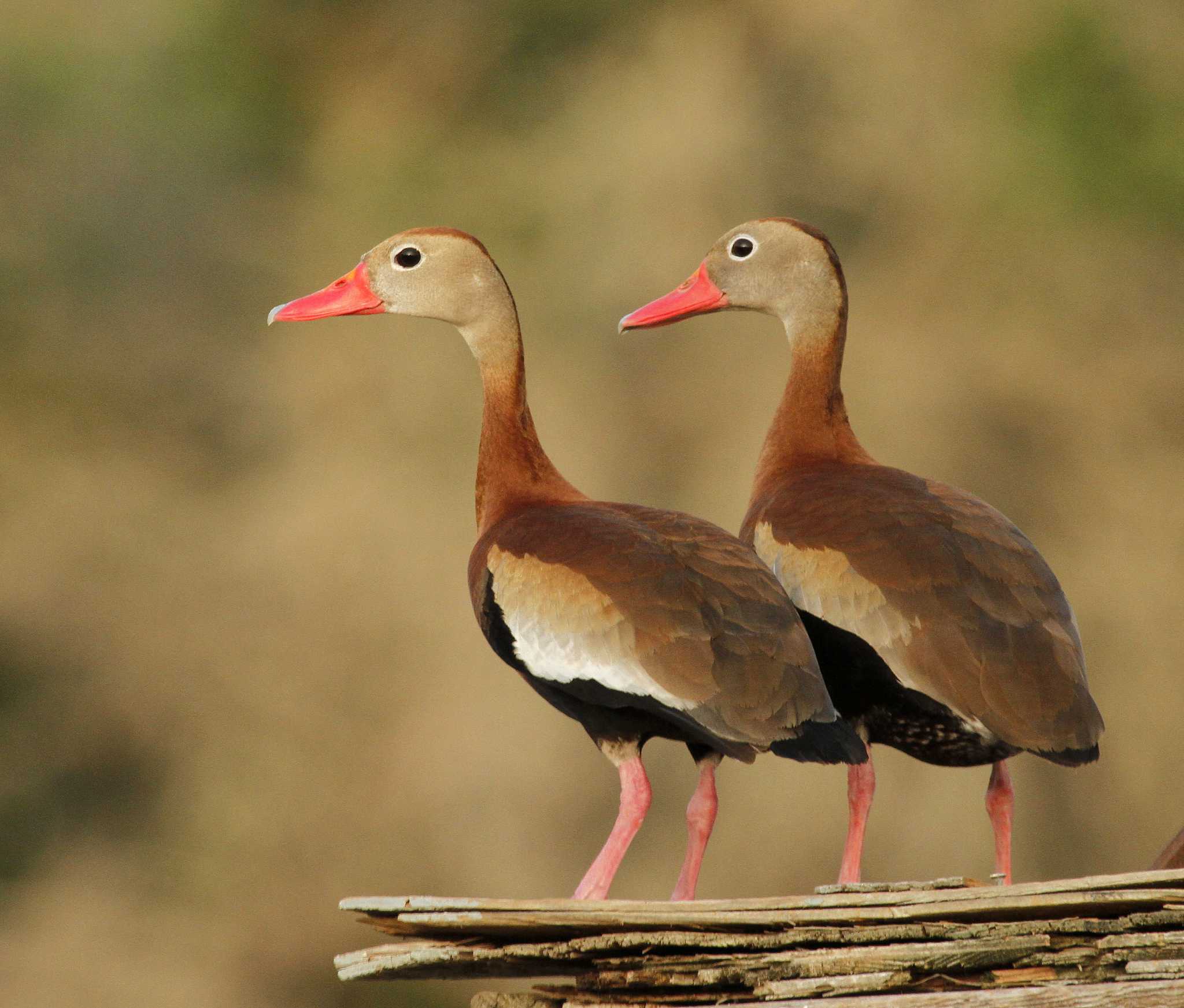 south-texas-birds