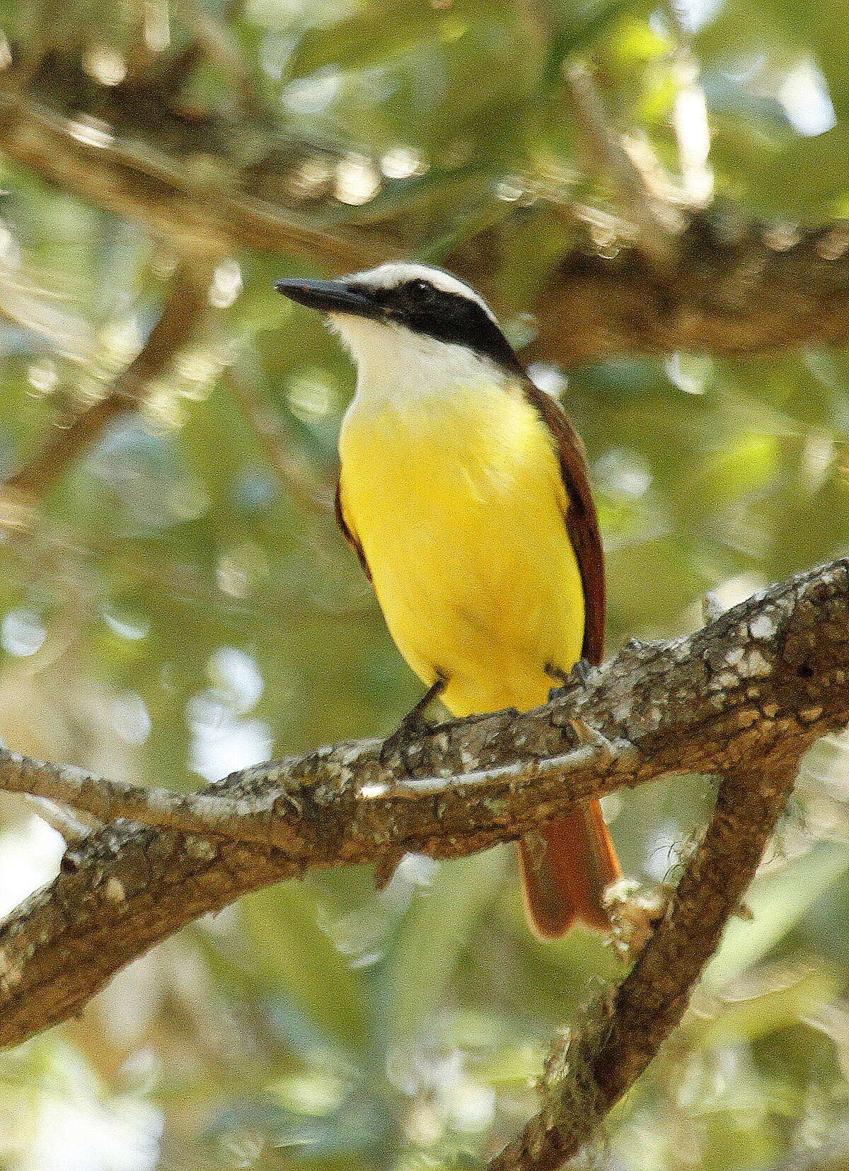 What you need to know about Grackles, Texas' worst bird