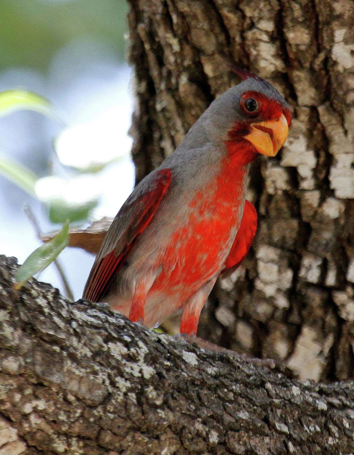 South Texas birds